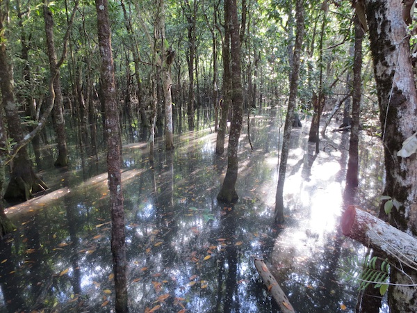 Help cant do my essay protecting the daintree rainforest